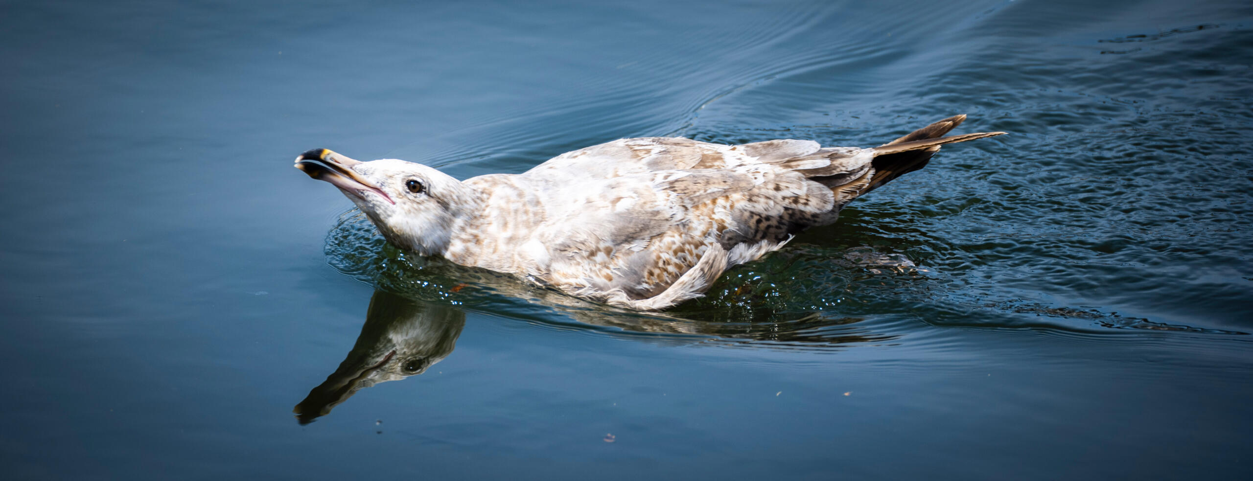 Seagull Swimmer