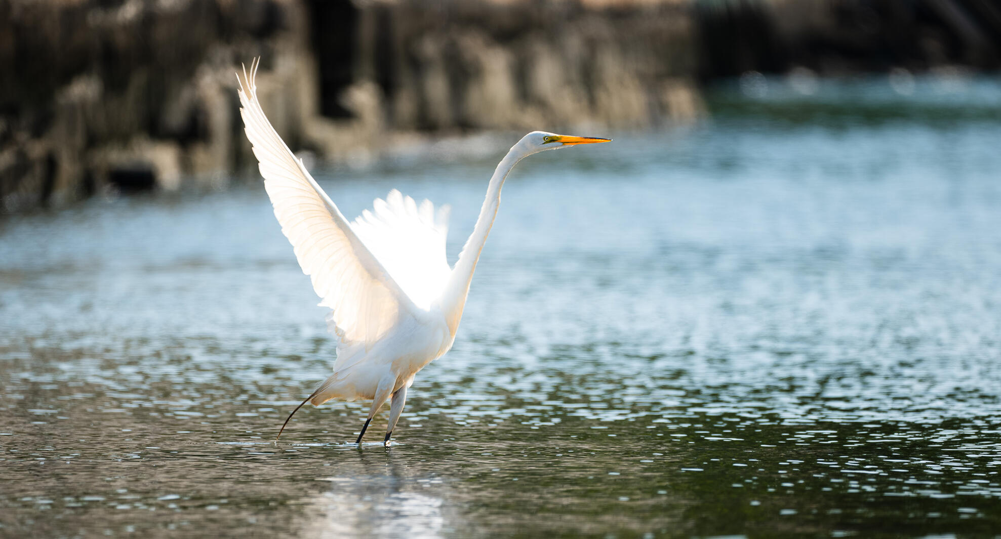 Swan Taking Off for Flight
